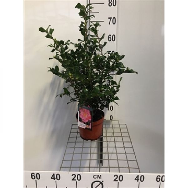 CAMELLIA SASANQUA