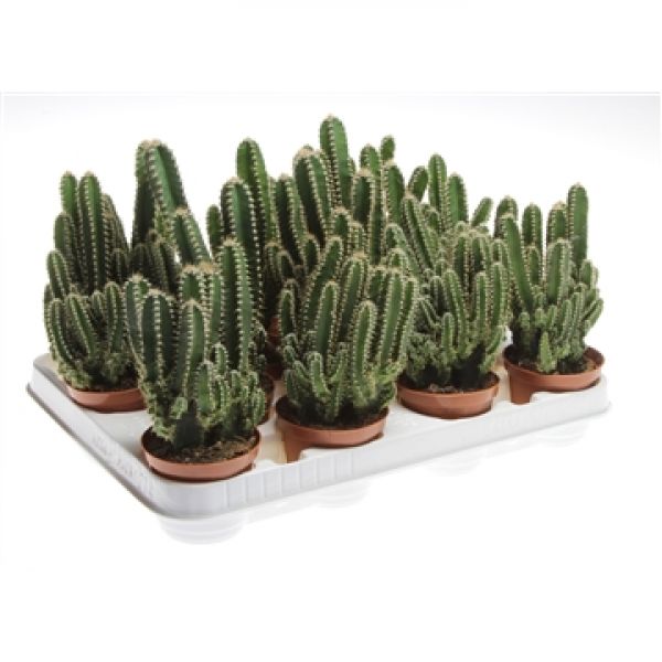 CEREUS PERUVIANUS FLORIDA
