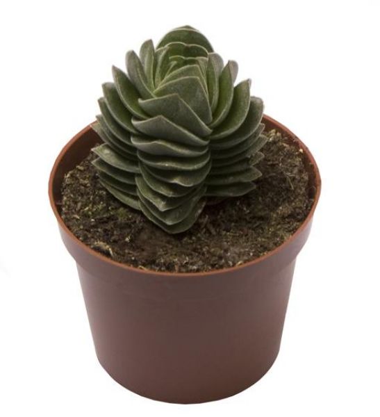CRASSULA BUDDAS TEMPLE