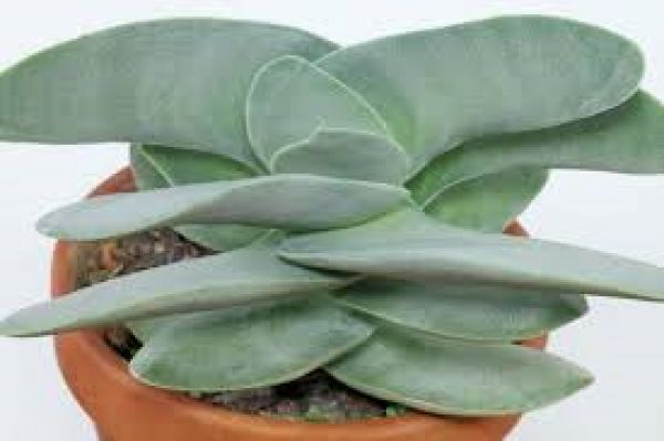 CRASSULA FALCATA