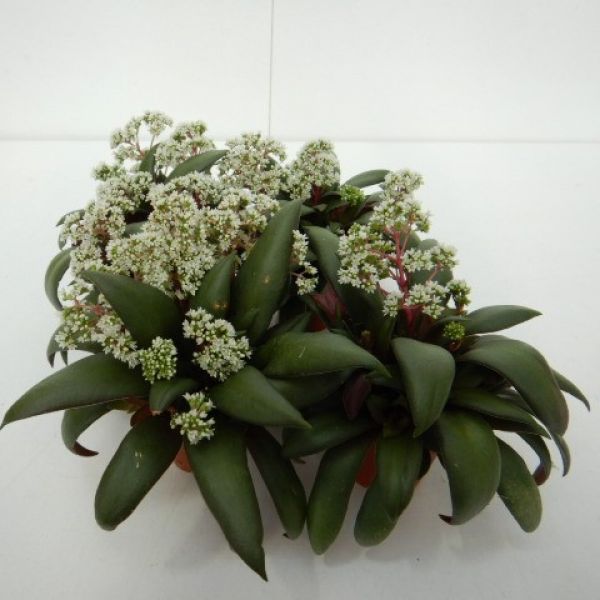 CRASSULA ROSULARIS