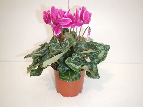 CYCLAMEN