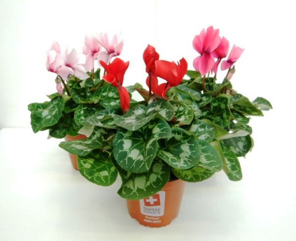 CYCLAMEN