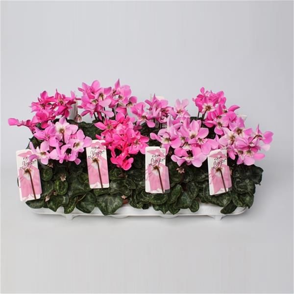 CYCLAMEN FLEUR EN VOGUE