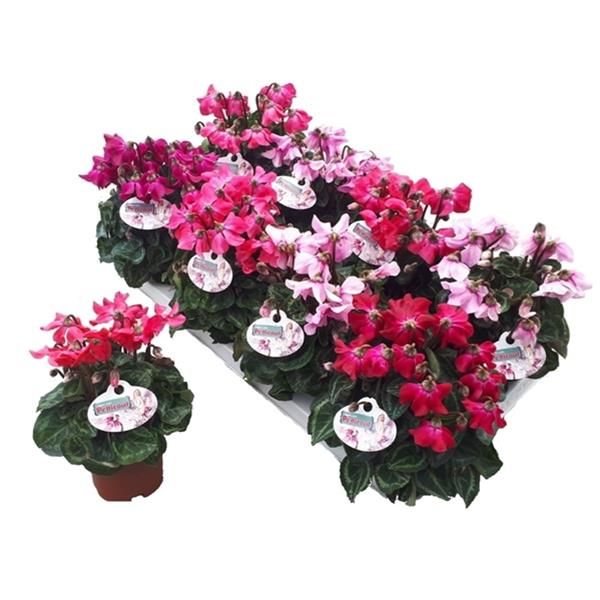 CYCLAMEN PETTICOAT