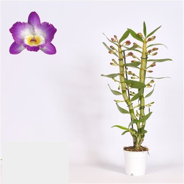 DENDROBIUM NOBILE