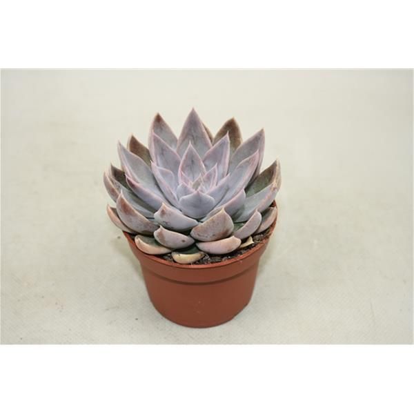 ECHEVERIA SILVER STAR