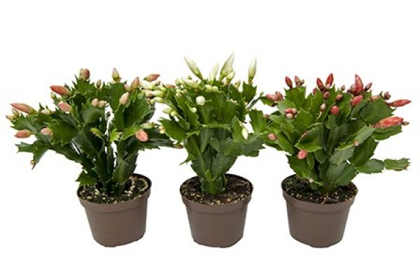 EPIPHYLLUM SCHLUMBERGERA
