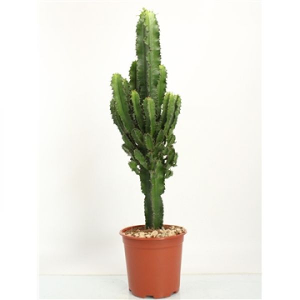 EUPHORBIA TETRA