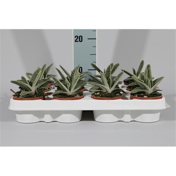 GASTERIA LITTLE WARTHY
