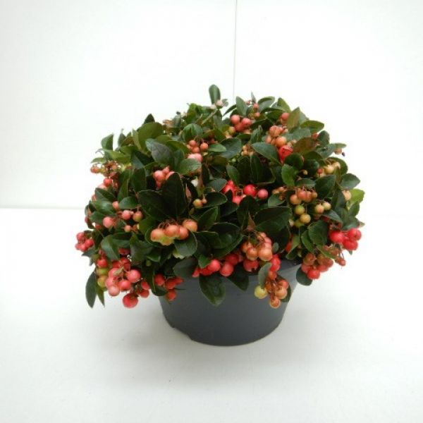 GAULTHERIA