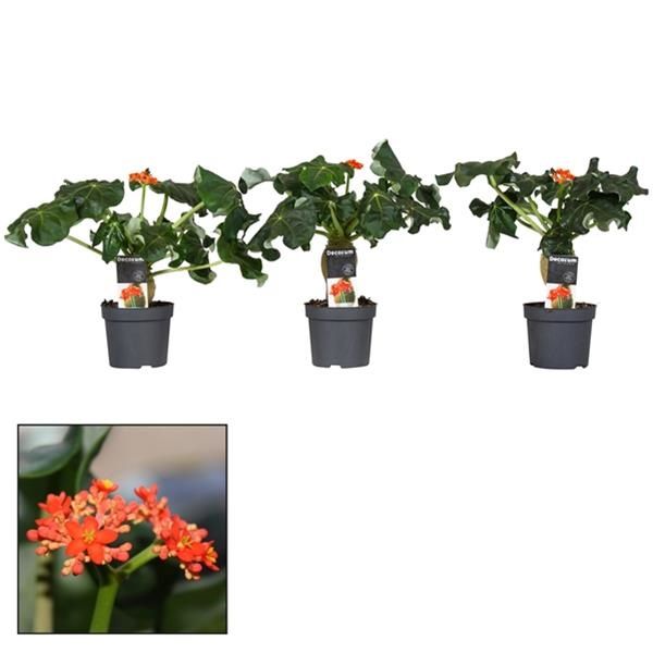 JATROPHA PODAGRICA