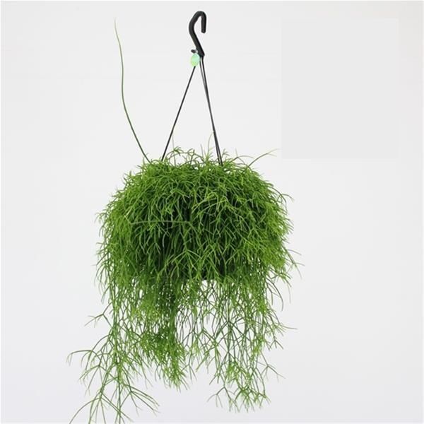 RHIPSALIS CASSUTTA