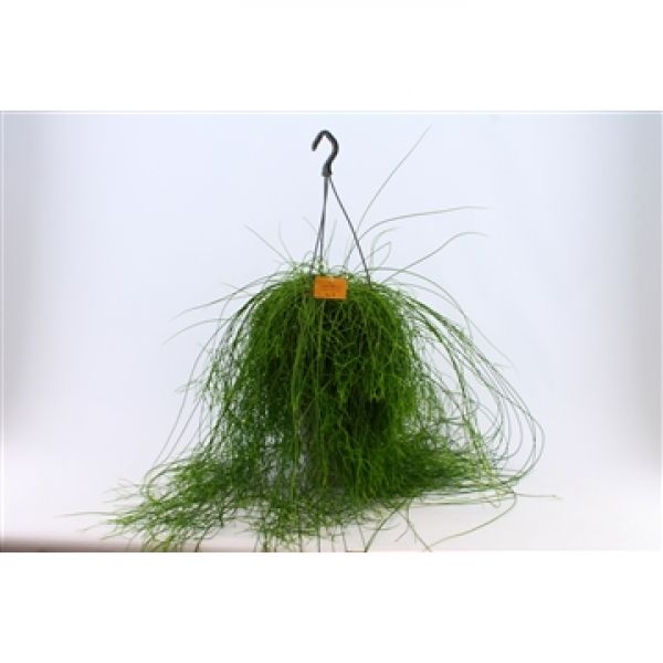 RHIPSALIS CASSUTTA