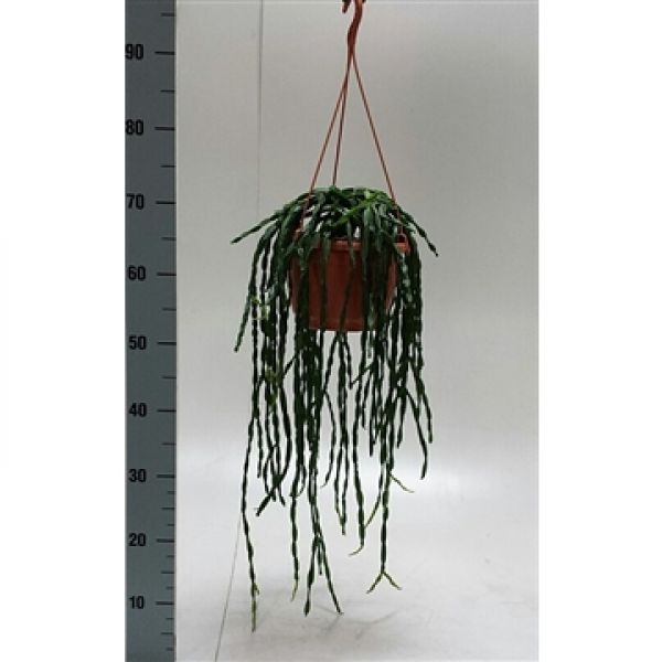 RHIPSALIS PARADOXA BIG
