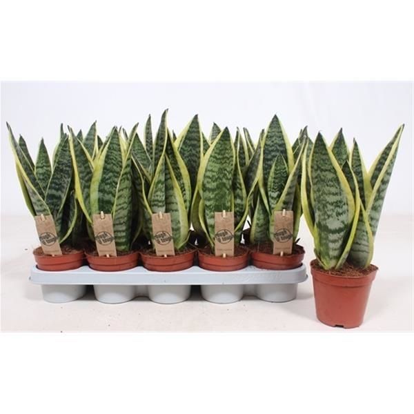 SANSEVERIA SUPERBA