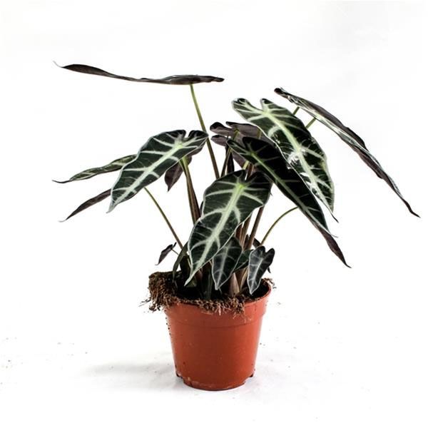 ALOCASIA BAMBINO ARROW