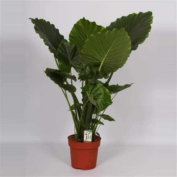 ALOCASIA GAGEANA