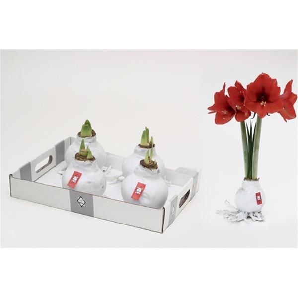 AMARYLLIS WAX