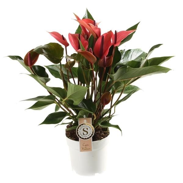 ANTHURIUM CHERRY CHAMPION