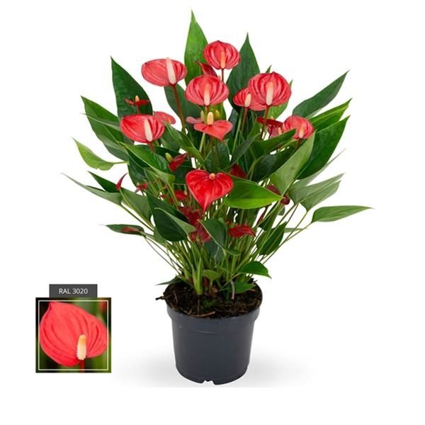 ANTHURIUM MILLIONS FLOWERS