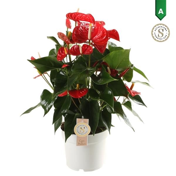 ANTHURIUM ROYAL RED