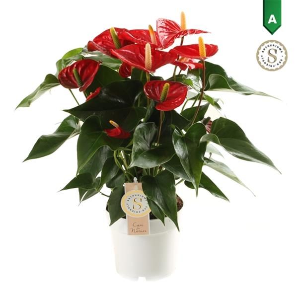 ANTHURIUM ROYAL CHAMPION