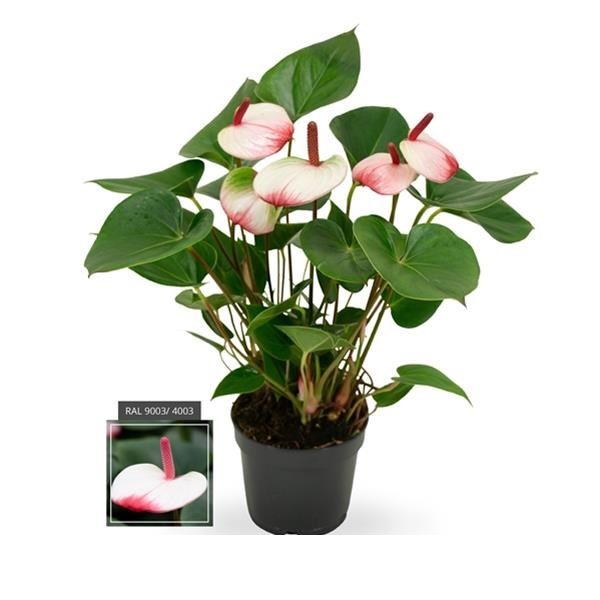 ANTHURIUM SWEETLIPS