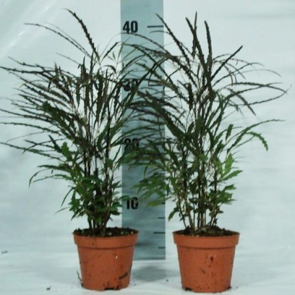 ARALIA ELEGANTISSIMA