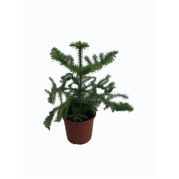 ARAUCARIA