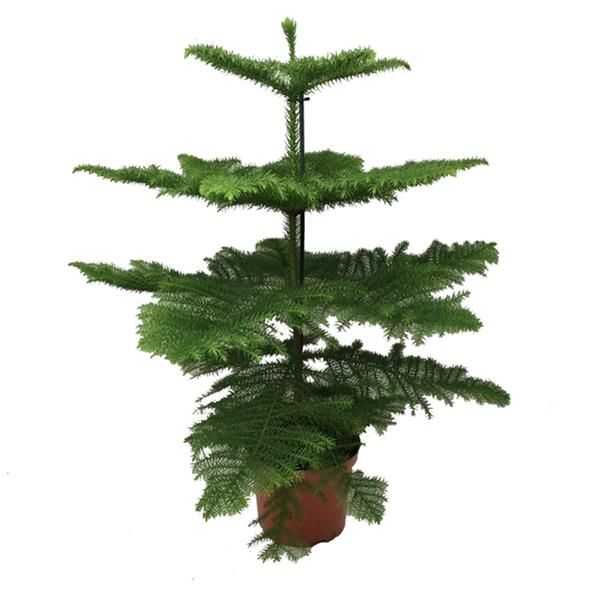 ARAUCARIA HETEROPHYLLA