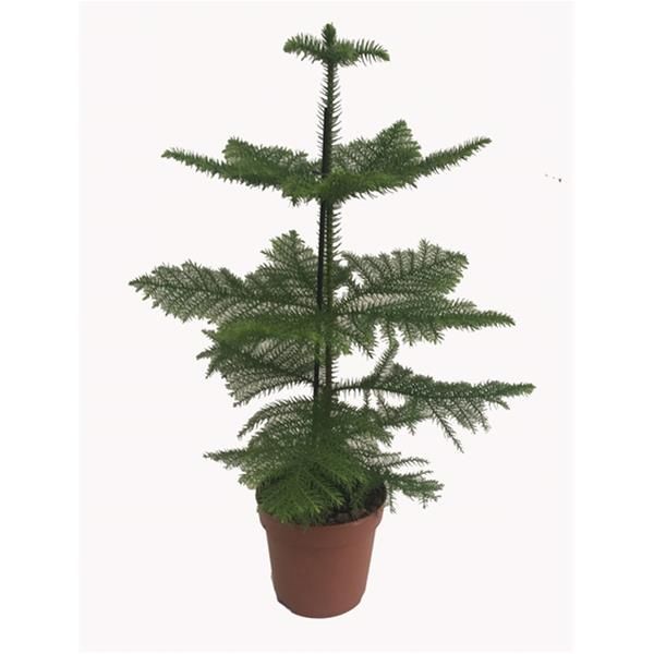 ARAUCARIA HETEROPHYLLA