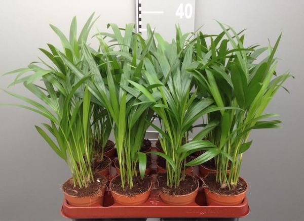 ARECA