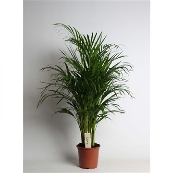 ARECA