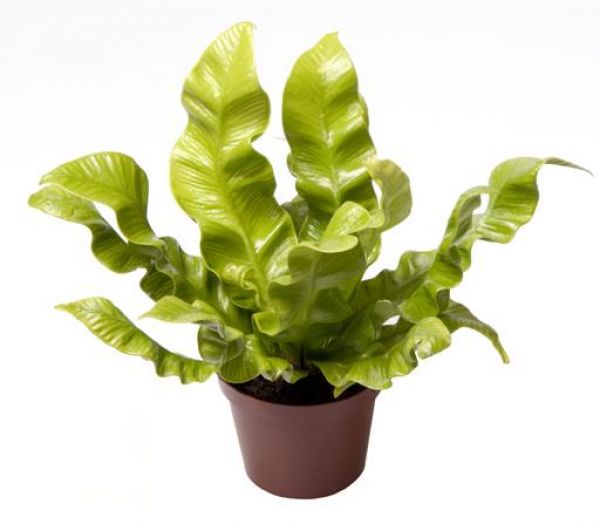 ASPLENIUM CRISPY