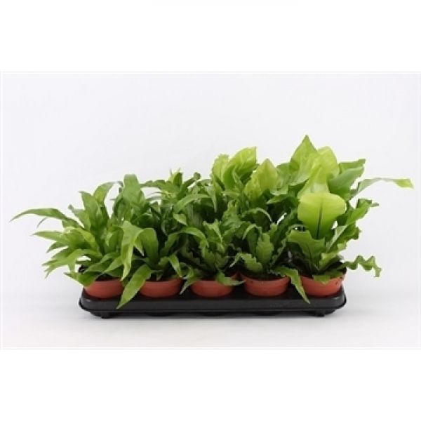 ASPLENIUM NIDUS