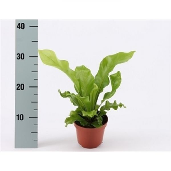 ASPLENIUM NIDUS