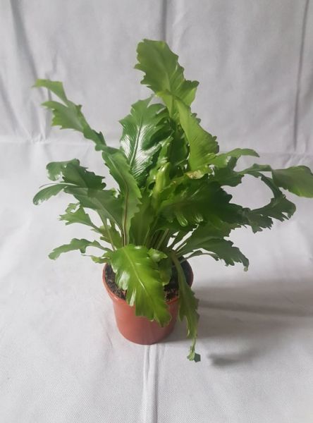 ASPLENIUM NIDUS CAMPIO