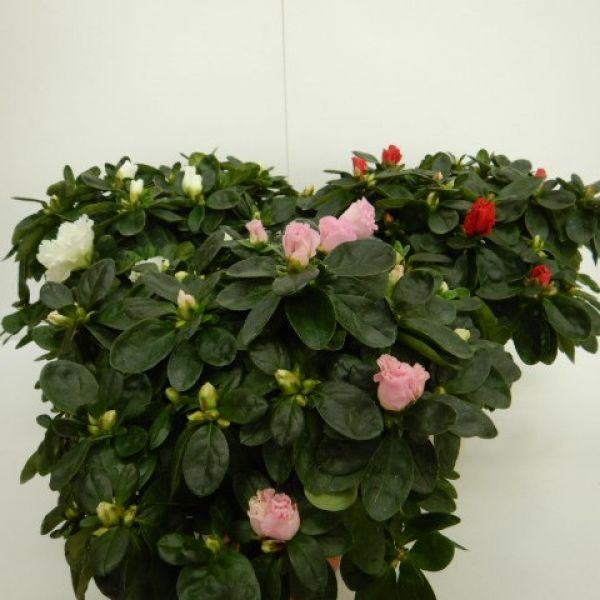 AZALEE POT 14 CM
