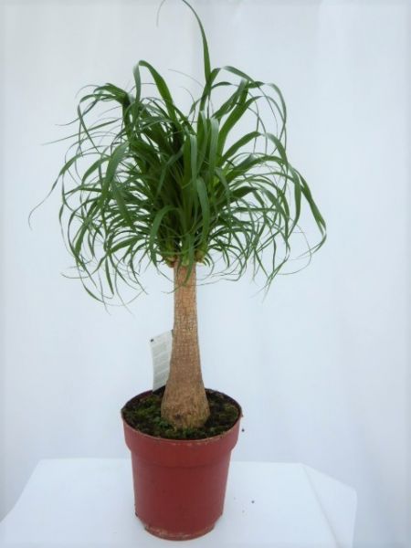 BEAUCARNEA NOLINA