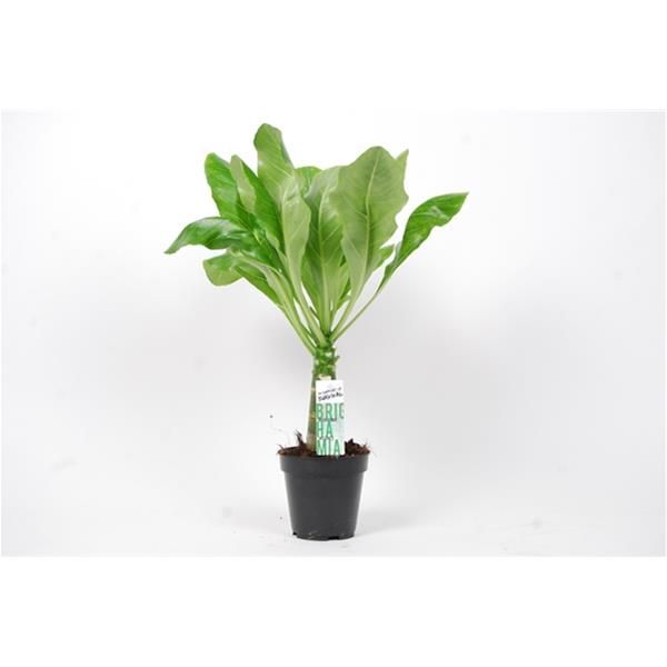 BRIGHAMIA INSIGNIS