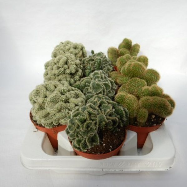 CACTUS CRISTATA