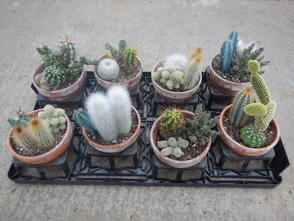 CACTUS TERRACOTTA MIX