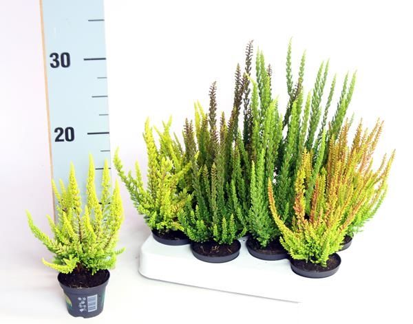 CALLUNA B.L. SKYLINE