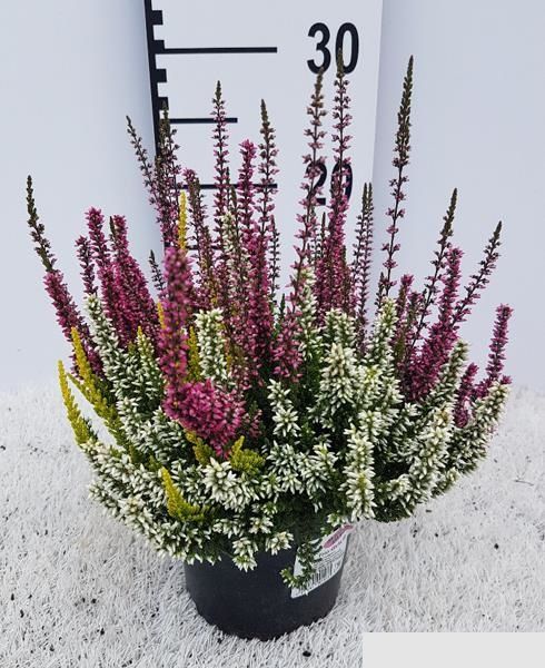 CALLUNA B.L. TRIO