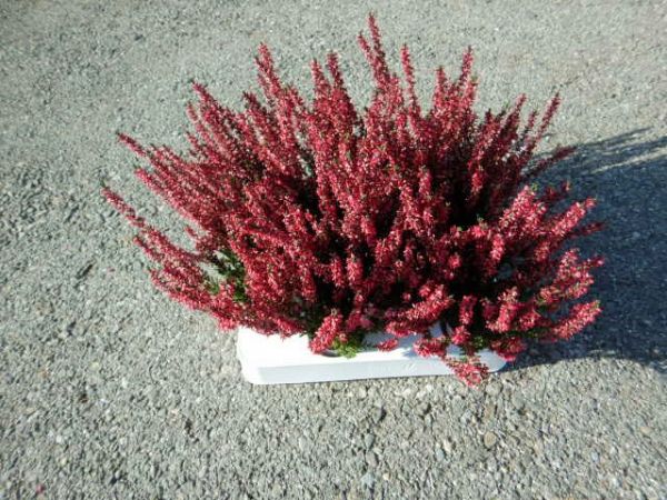CALLUNA G.G. MINI