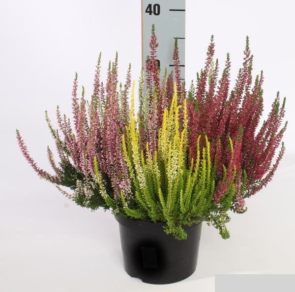 CALLUNA G.G. QUATRO