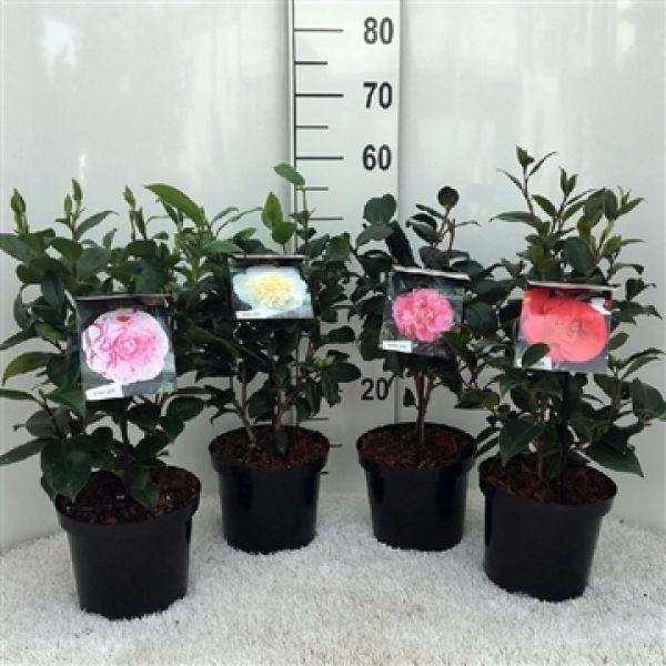 CAMELLIA JAPONICA