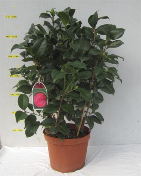 CAMELLIA JAPONICA