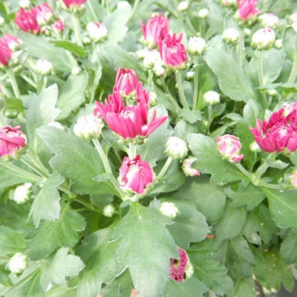 CHRYSANTHEME 4 BOUTURES